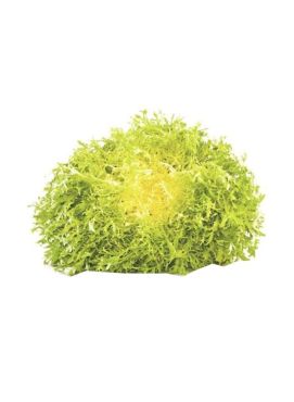 Lettuce Frisee Yellow Holland Pack 400 G